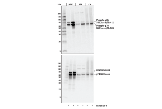 Western Blotting